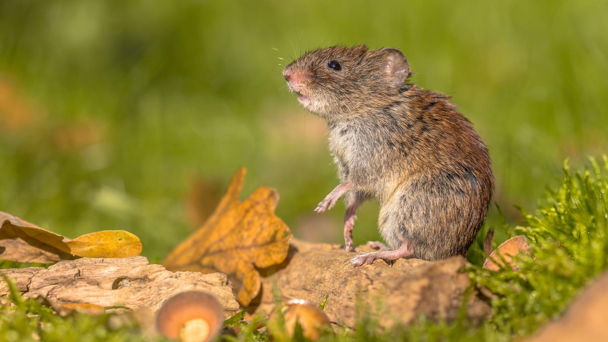 Die Rötelmaus ist der Wirt der europäischen Hantavirus-Variante.