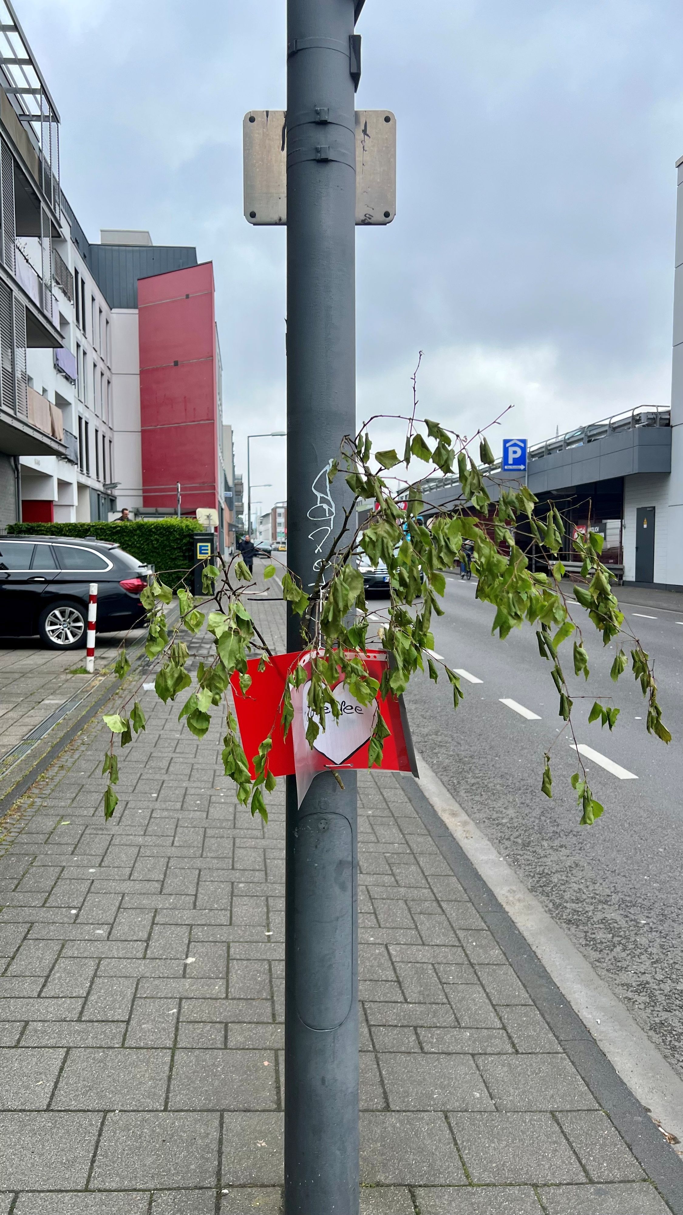 Der Ast einer Birke symbolisiert einen Maibaum an der Rhöndorfer Straße in Sülz.