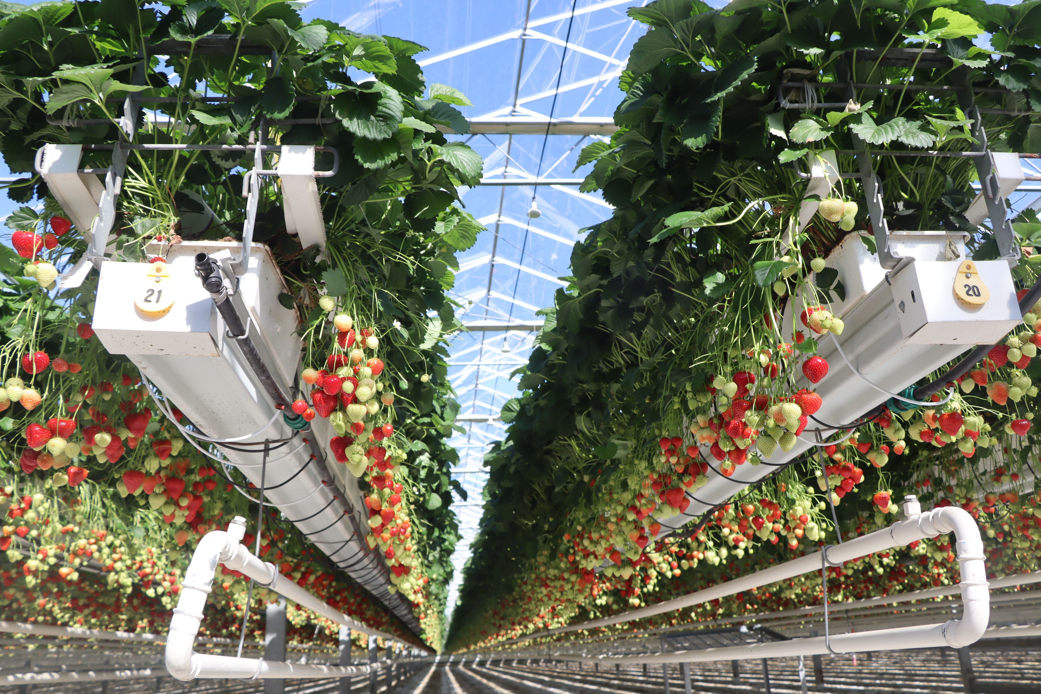 Wie im Schlaraffenland wachsen die Erdbeeren auf Augenhöhe – augenscheinlich direkt in die Kistchen der Erntehelfer.