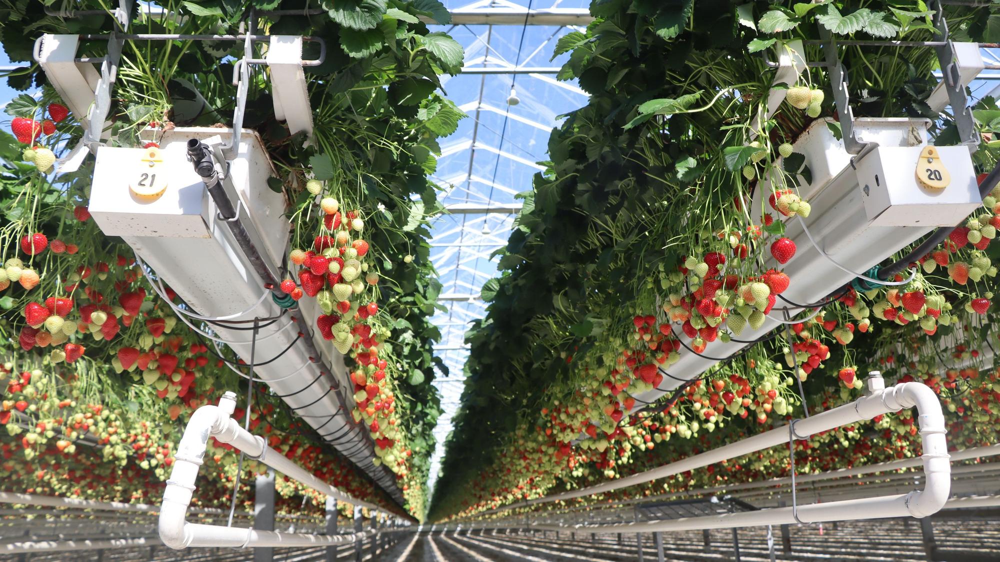 Wie im Schlaraffenland wachsen die Erdbeeren auf Augenhöhe – augenscheinlich direkt in die Kistchen der Erntehelfer.