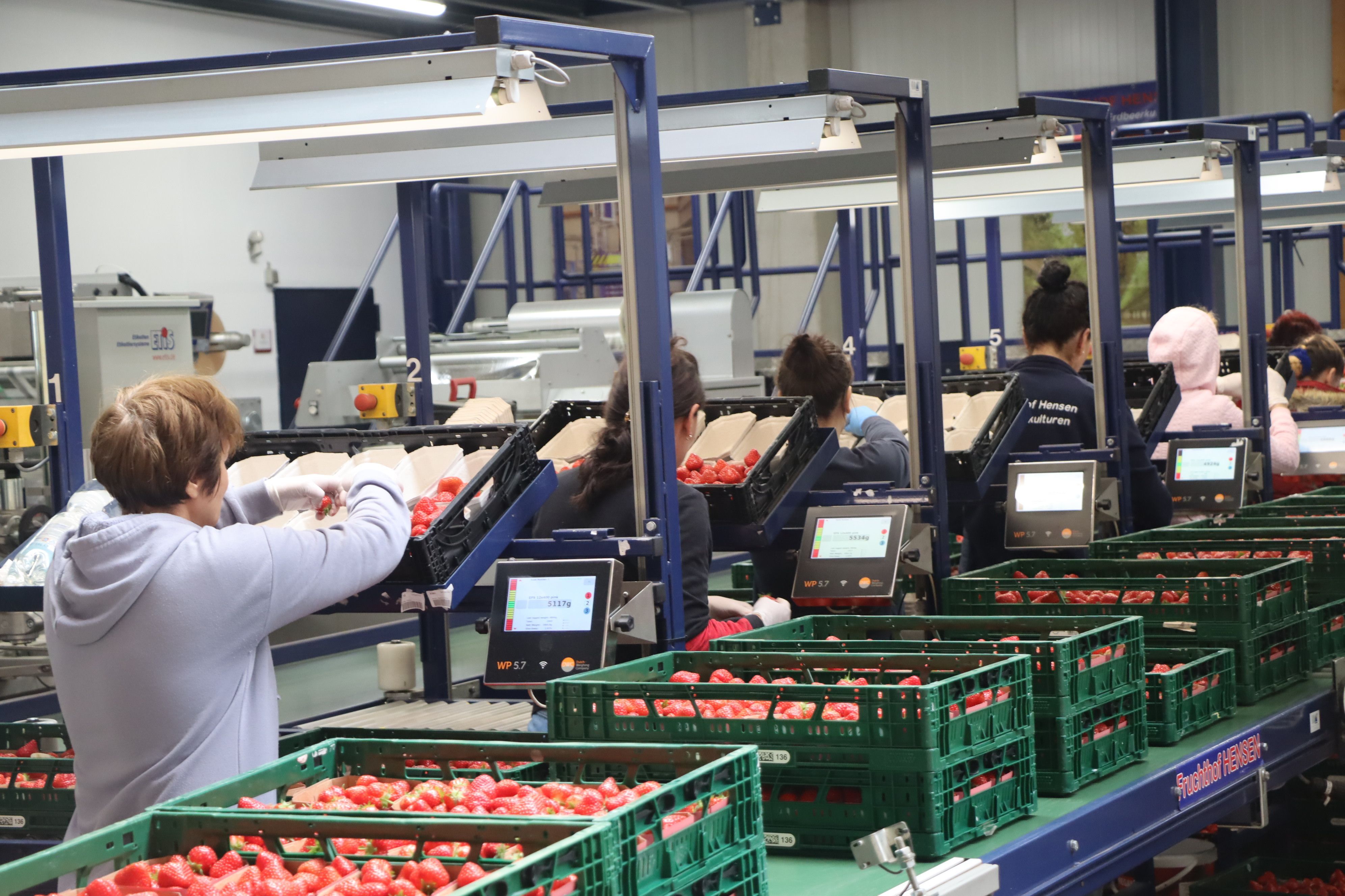 Von Mömerzheim aus nach Deutschland - die Erdbeeren werden frisch geerntet abgewogen und kommen regional und in ganz Deutschland in den Einzelhandel.