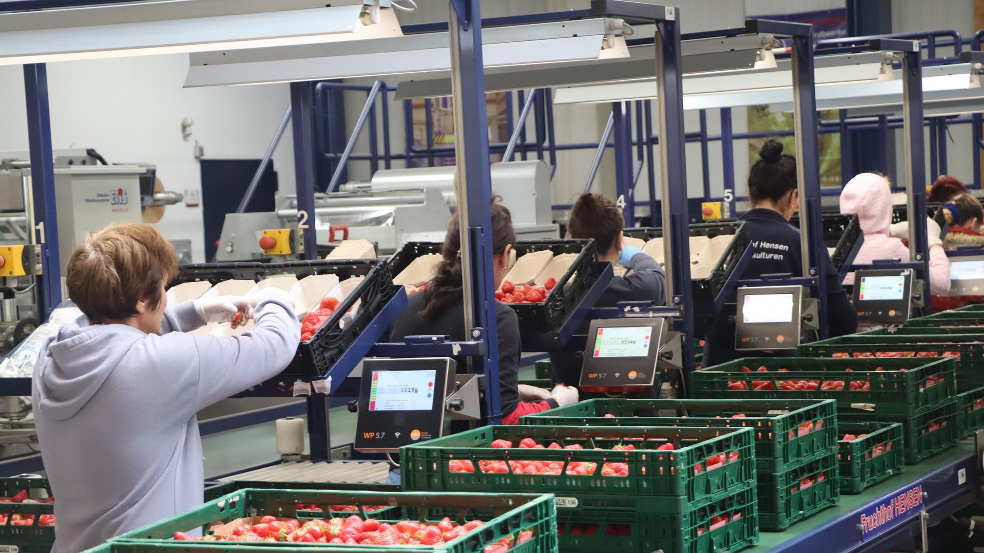 Von Mömerzheim aus nach Deutschland - die Erdbeeren werden frisch geerntet abgewogen und kommen regional und in ganz Deutschland in den Einzelhandel.