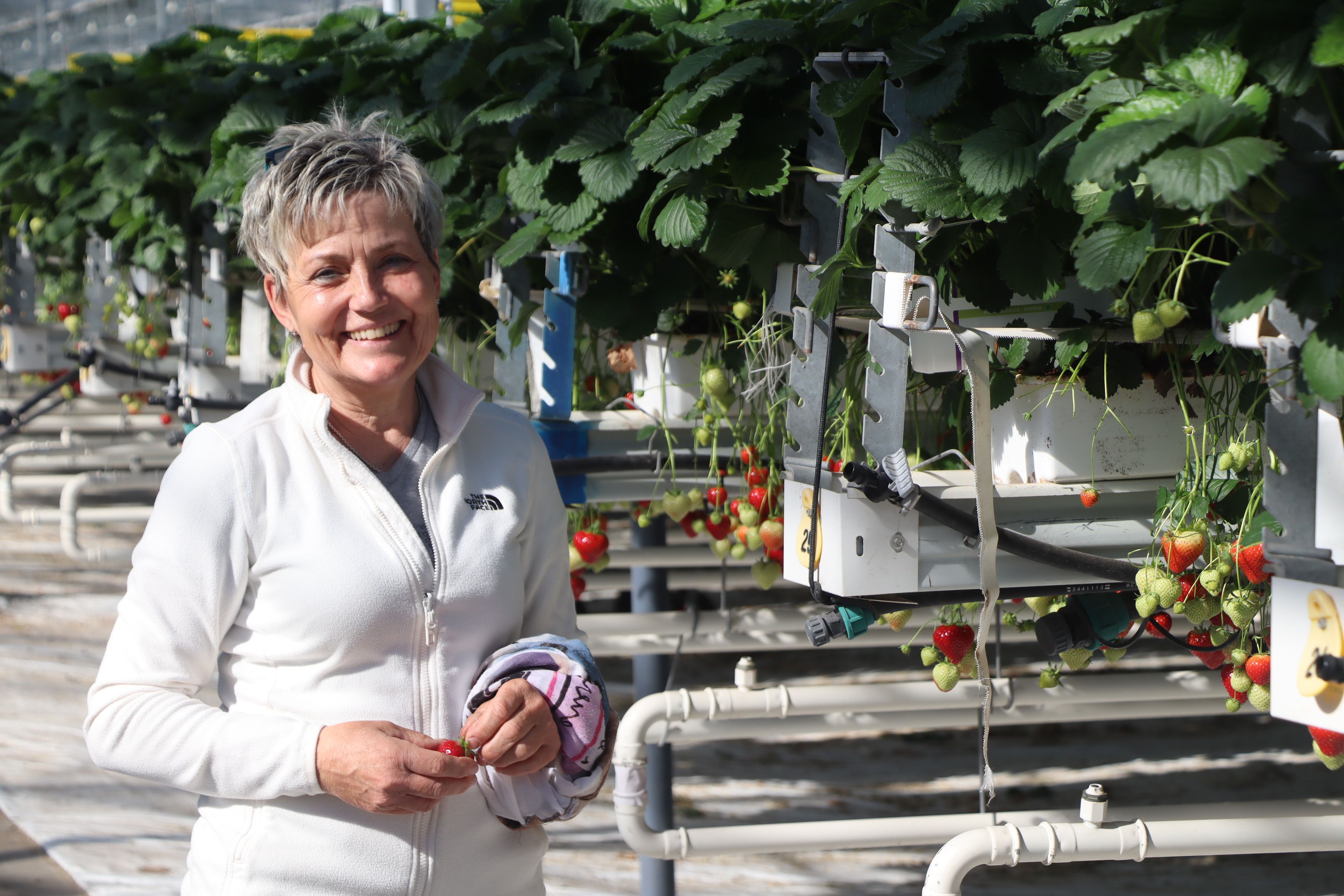 Landwirtin Irmgard Hensen freut sich immer, wenn sie zwischendurch mal in die Anlagen kann um Erdbeeren vom Busch zu naschen.