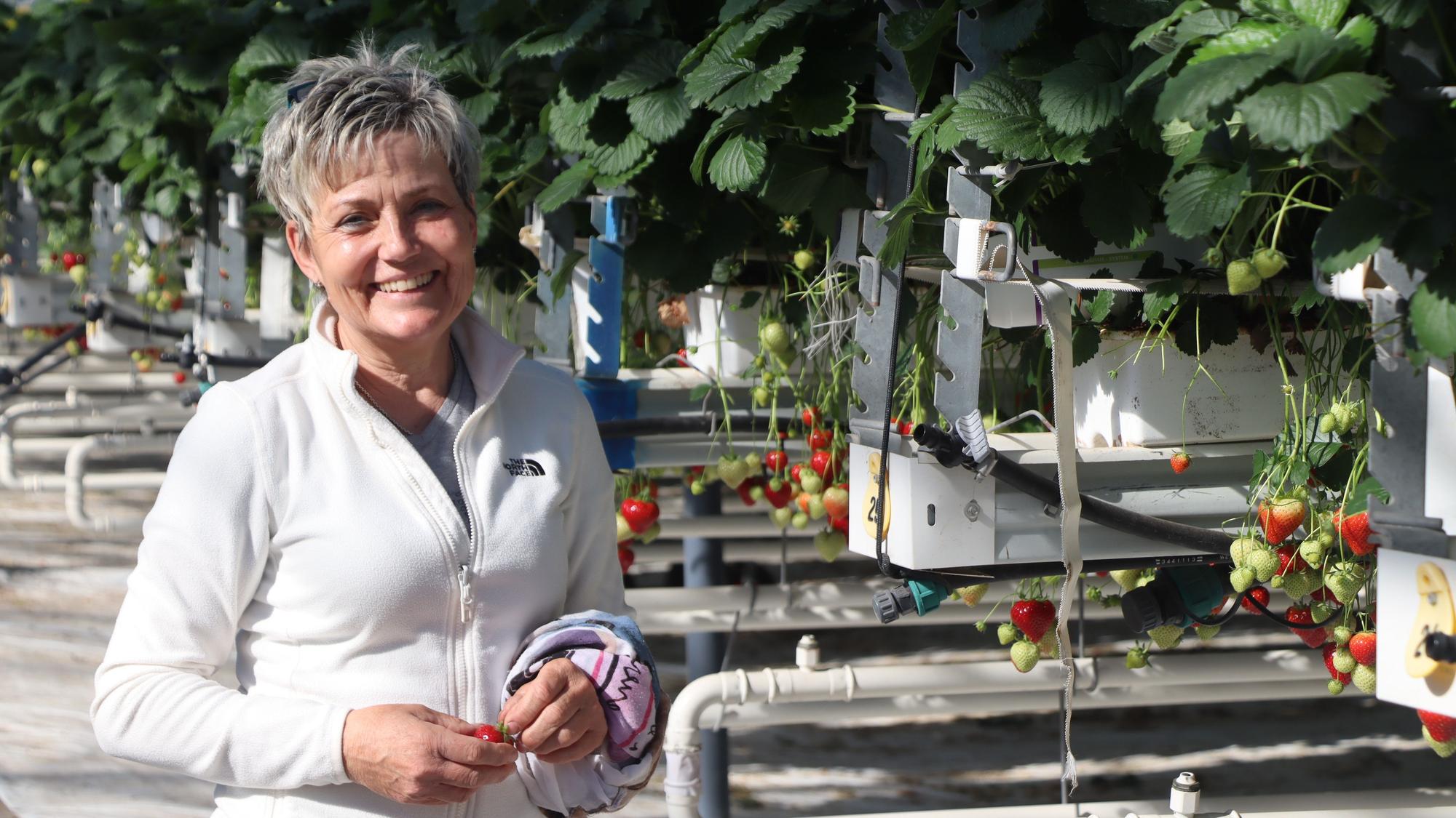 Landwirtin Irmgard Hensen freut sich immer, wenn sie zwischendurch mal in die Anlagen kann um Erdbeeren vom Busch zu naschen.
