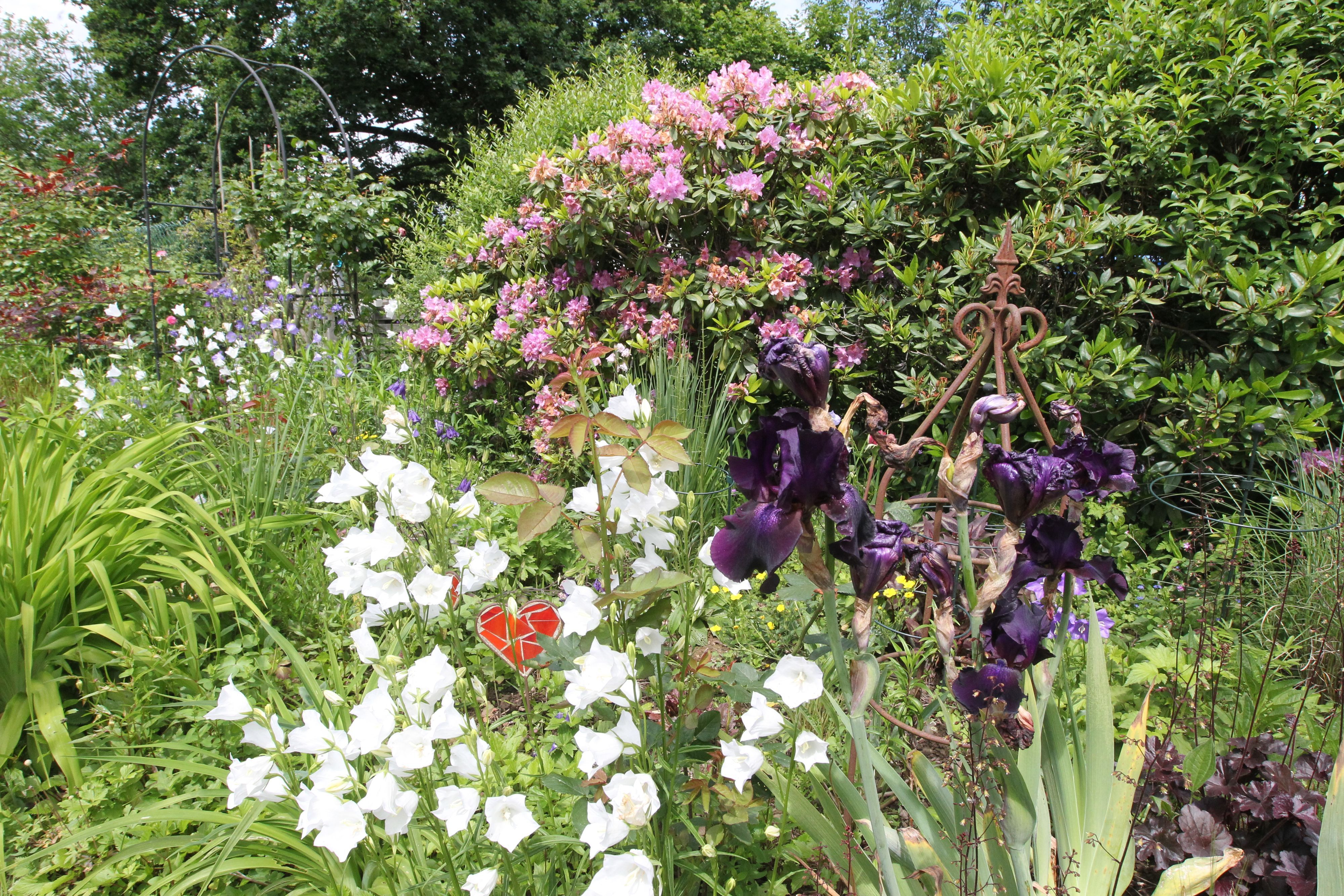Blumen, Gräser und Sträucher wachsen in einem dicht bepflanzten Garten.
