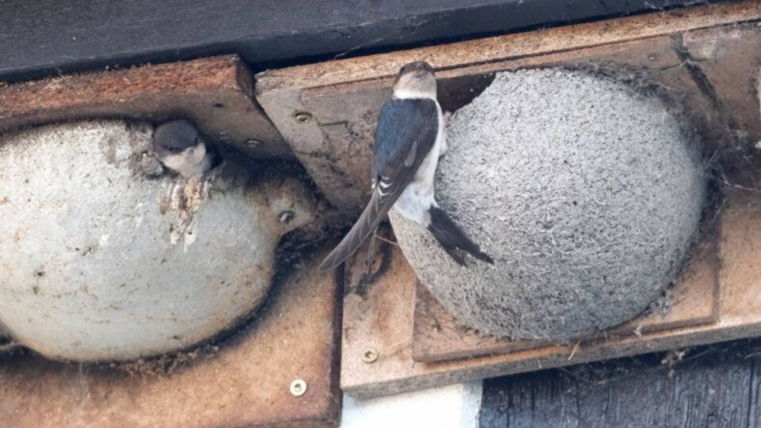 Zu sehen sind Mehlschwalben an künstlichen Nestern.