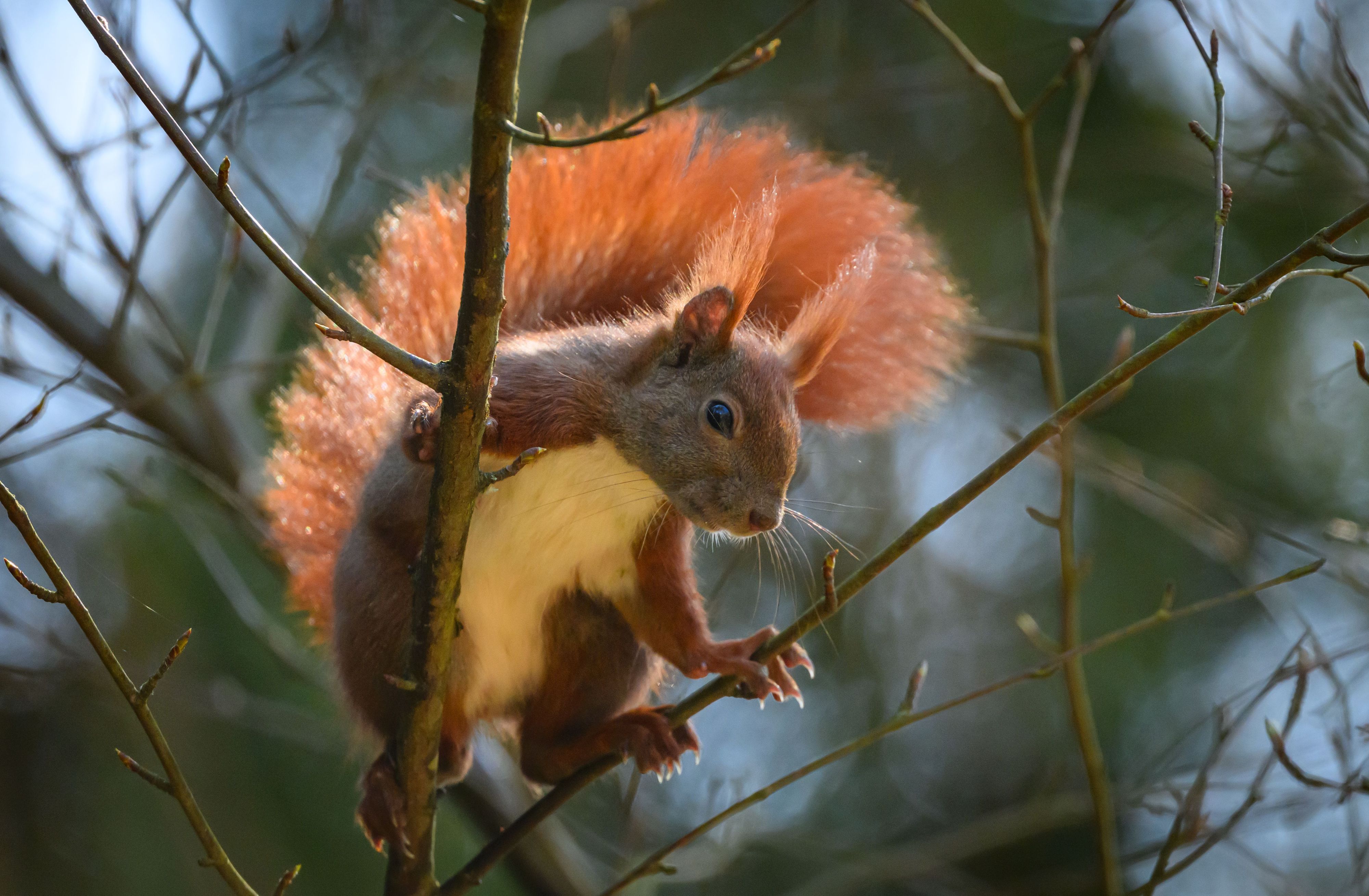 Ein Eurasisches Eichhörnchen auf einem Baum.