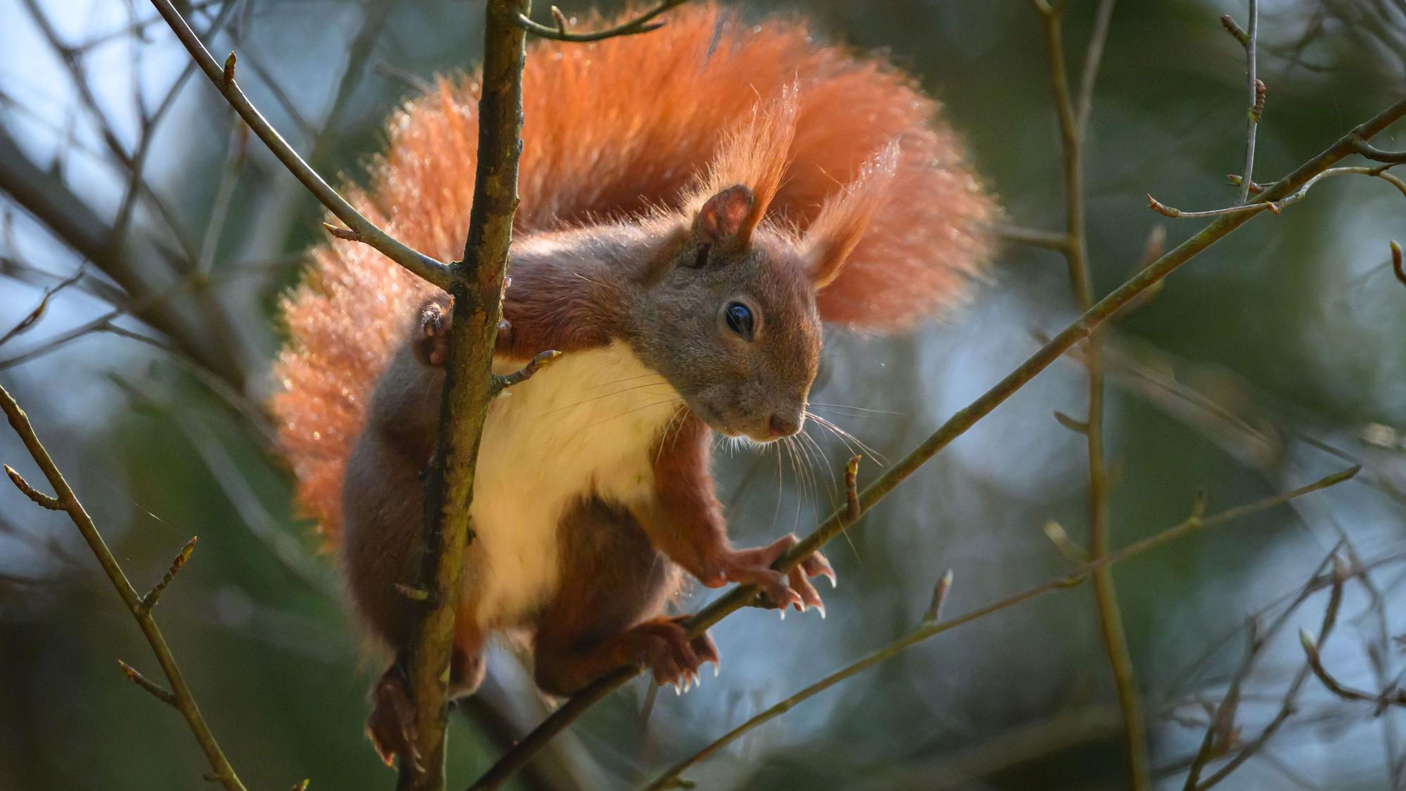 Ein Eurasisches Eichhörnchen auf einem Baum.