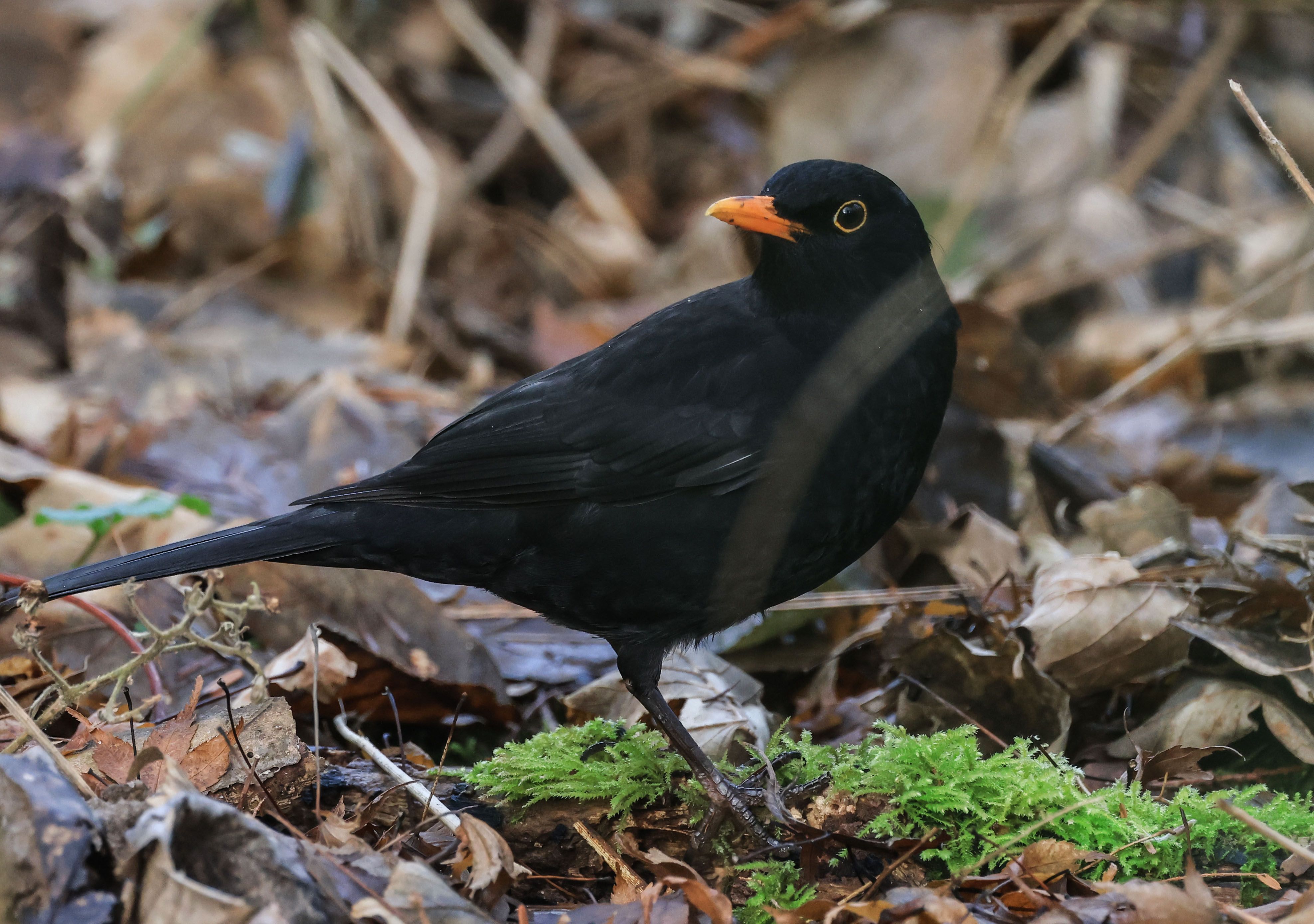 Ein Vogel im Laub.