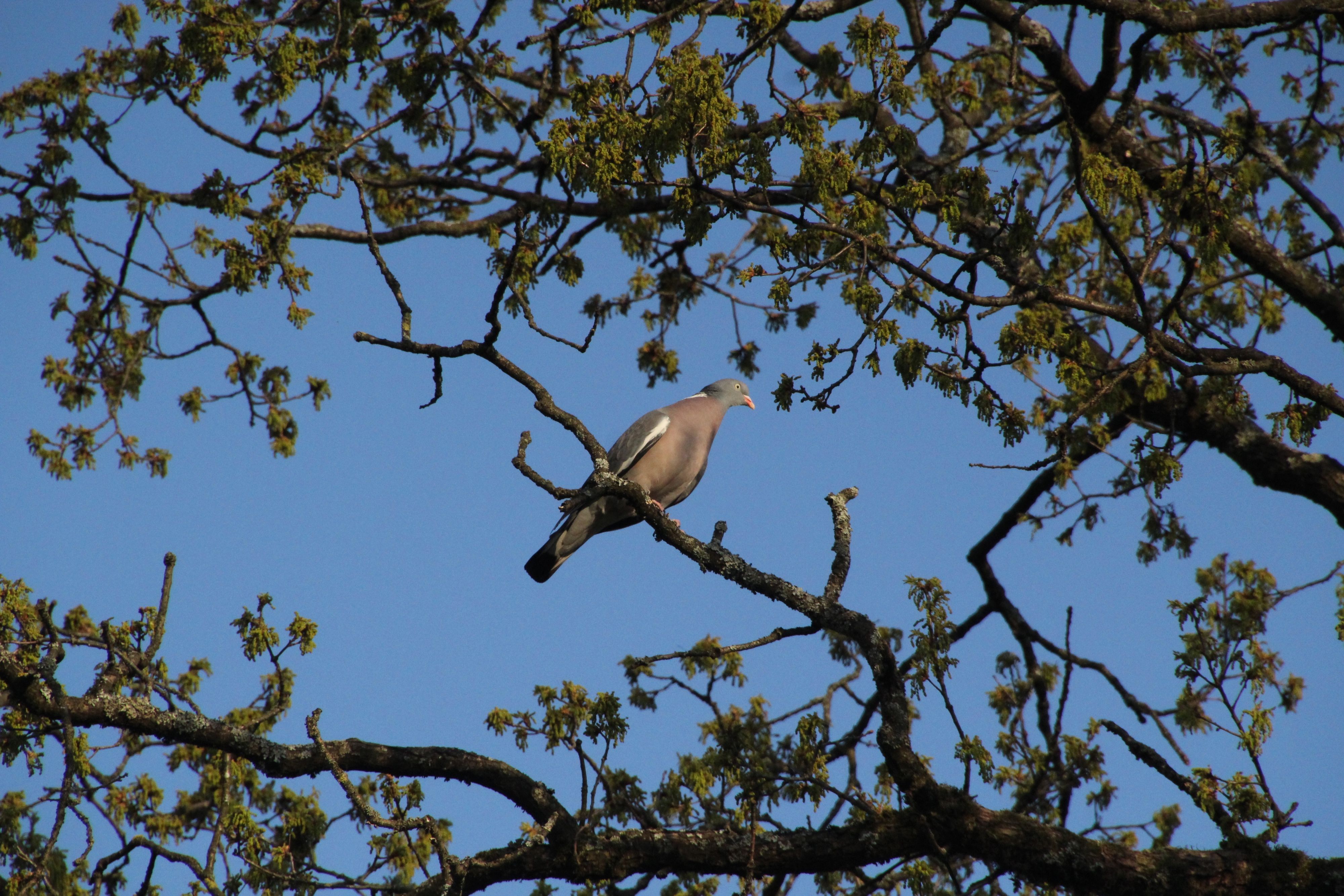 Ein Vogel auf einem Ast.