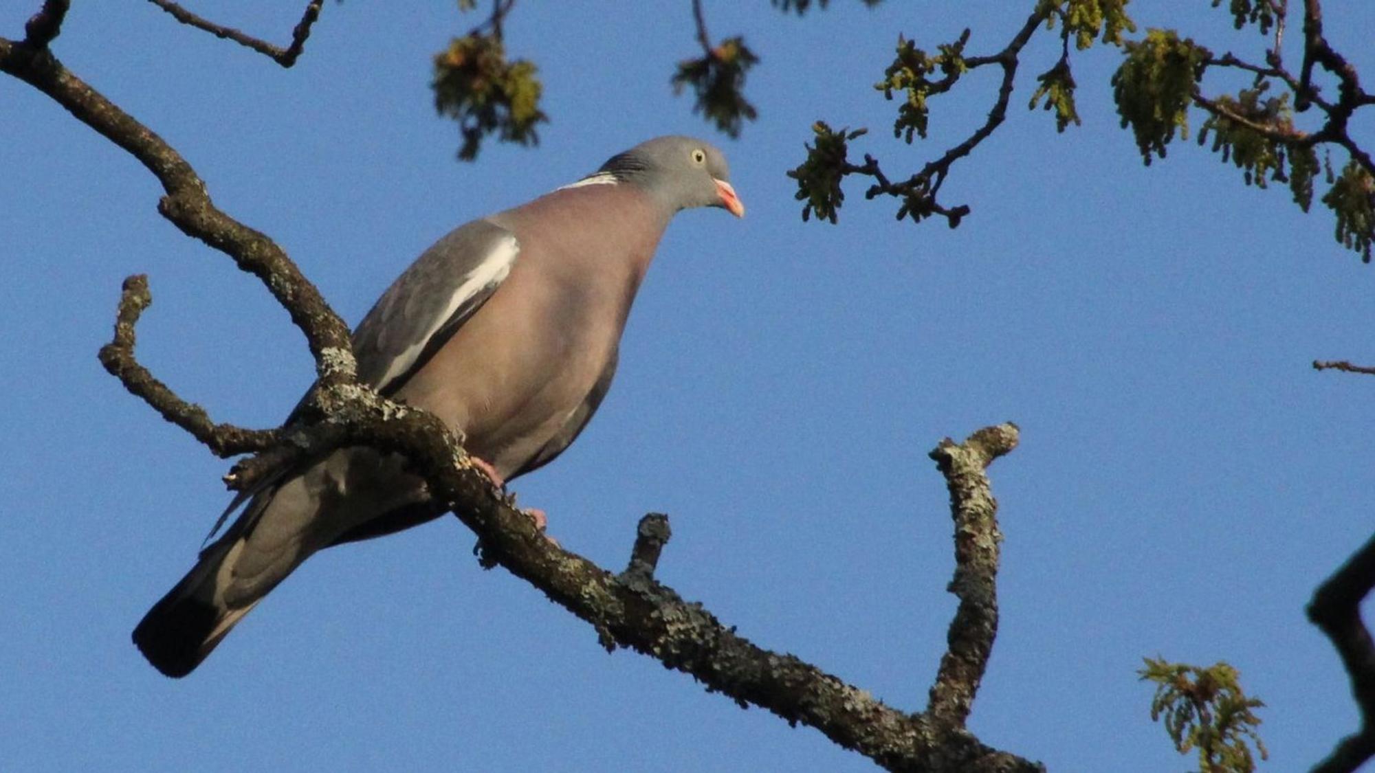 Ein Vogel auf einem Ast.