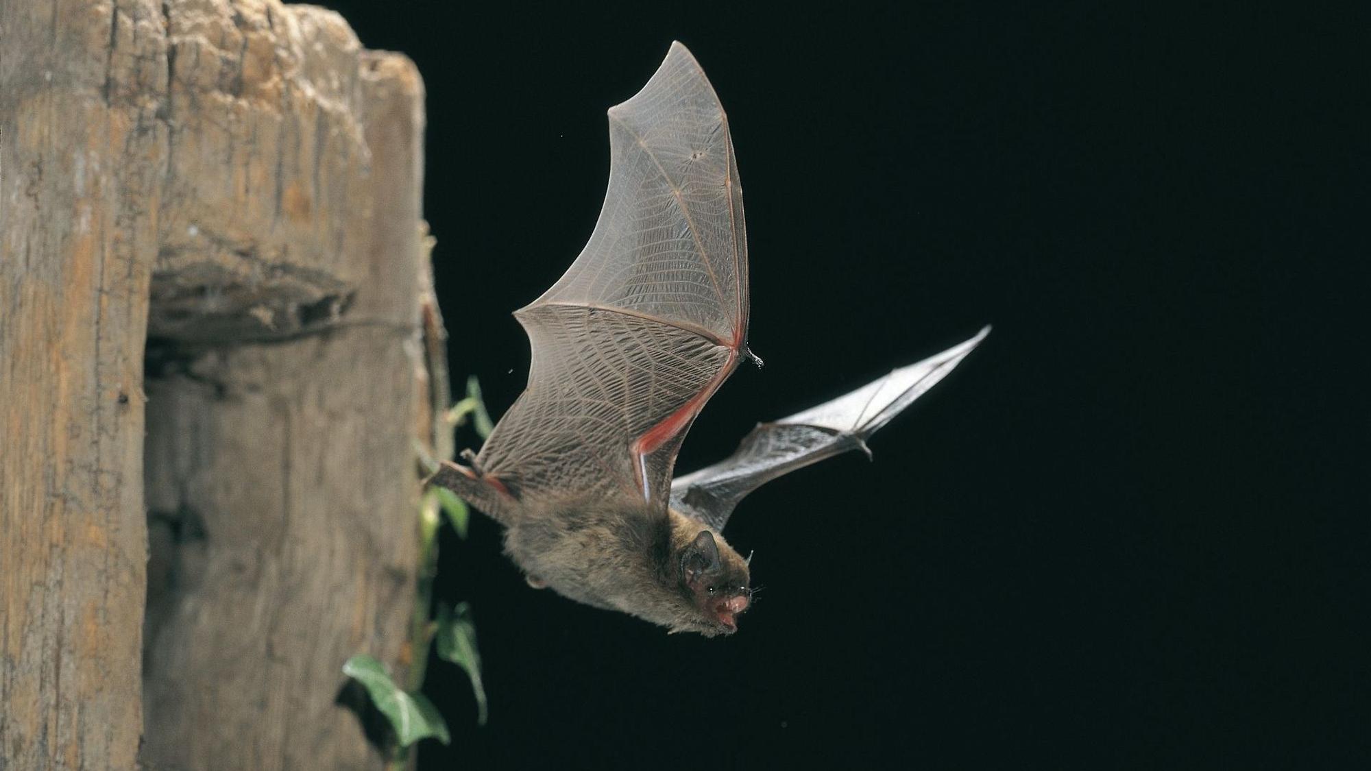 Eine Fledermaus fliegt aus einem Loch heraus.