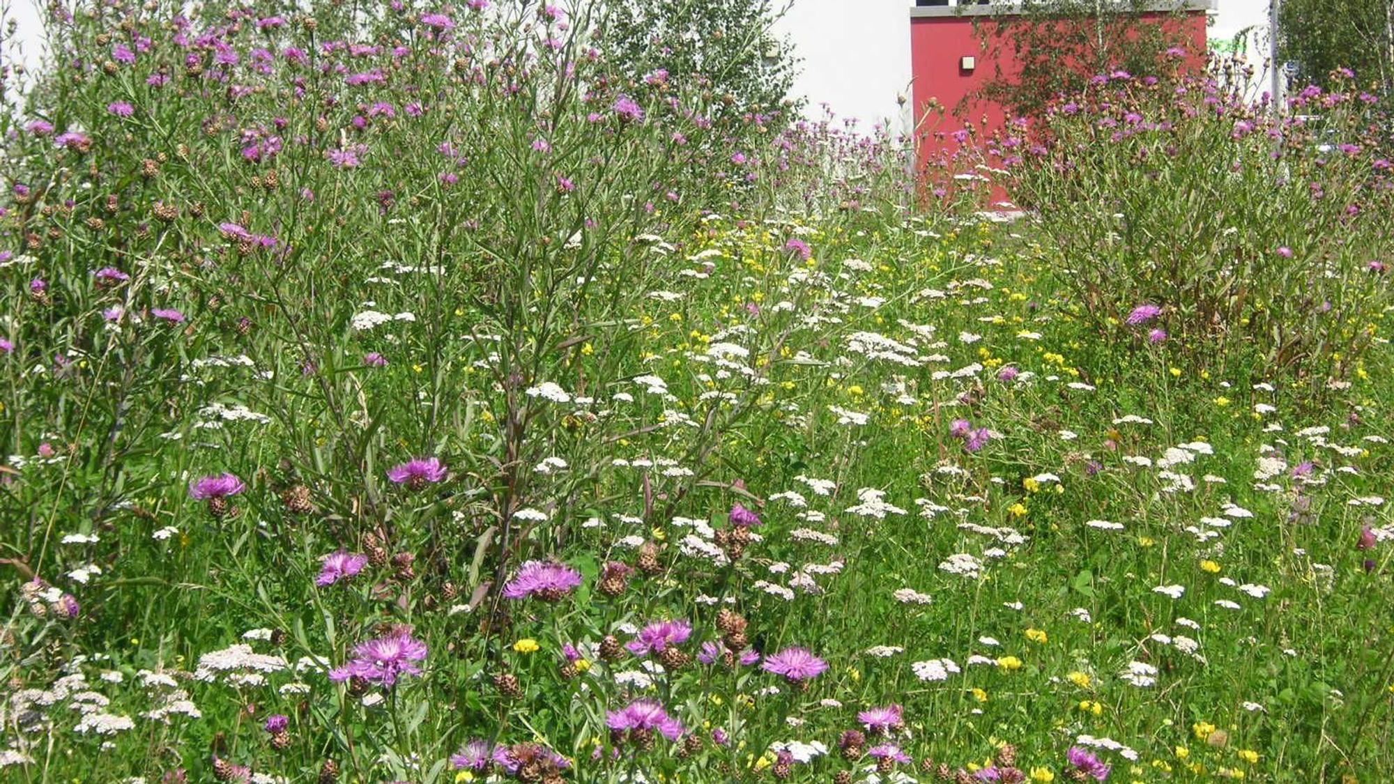 Die Blühwiese am Megafon in Burscheid
