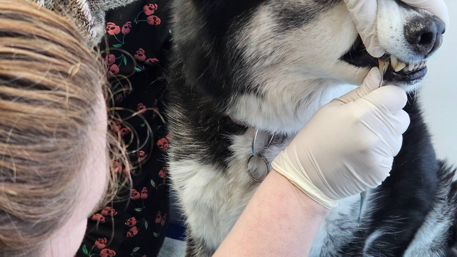 eine Hand hält die Schnauze von einem Husky, die andere Hand hält eine Art Kratzer, mit dem sie einen Reißzahn bearbeitet