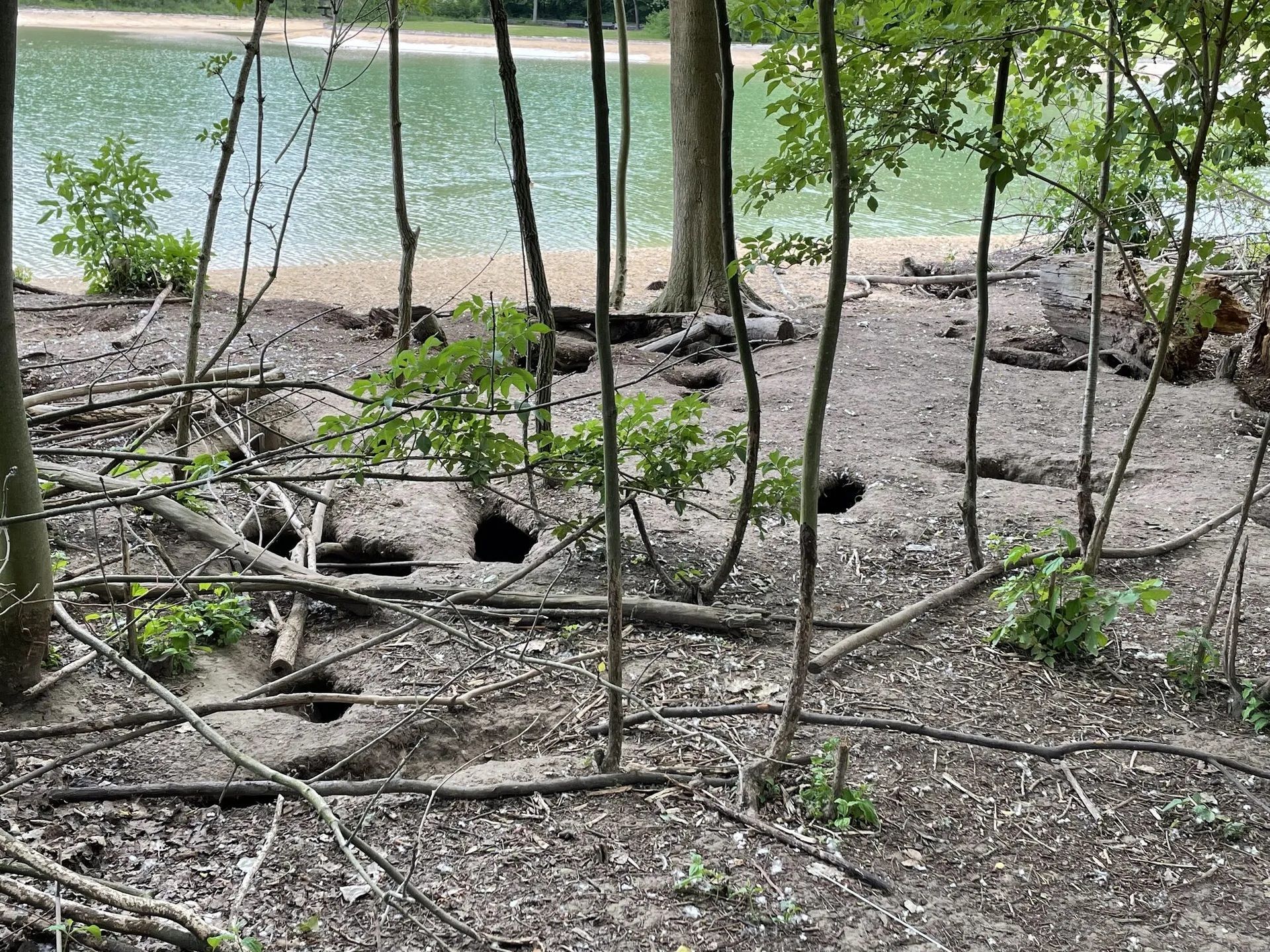 Nutrias verbreiten sich in der Bonner Rheinaue und richten Schäden an.
