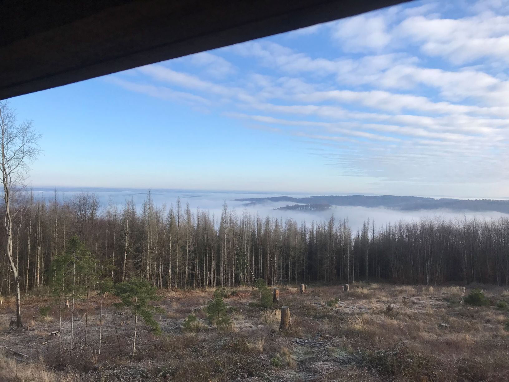 Auf einer solchen Fläche in der Nutscheid könnte sich bald schon ein Riesen-Windrad drehen. Der Landesbetrieb Wald und Holz hat einen Investor gefunden.