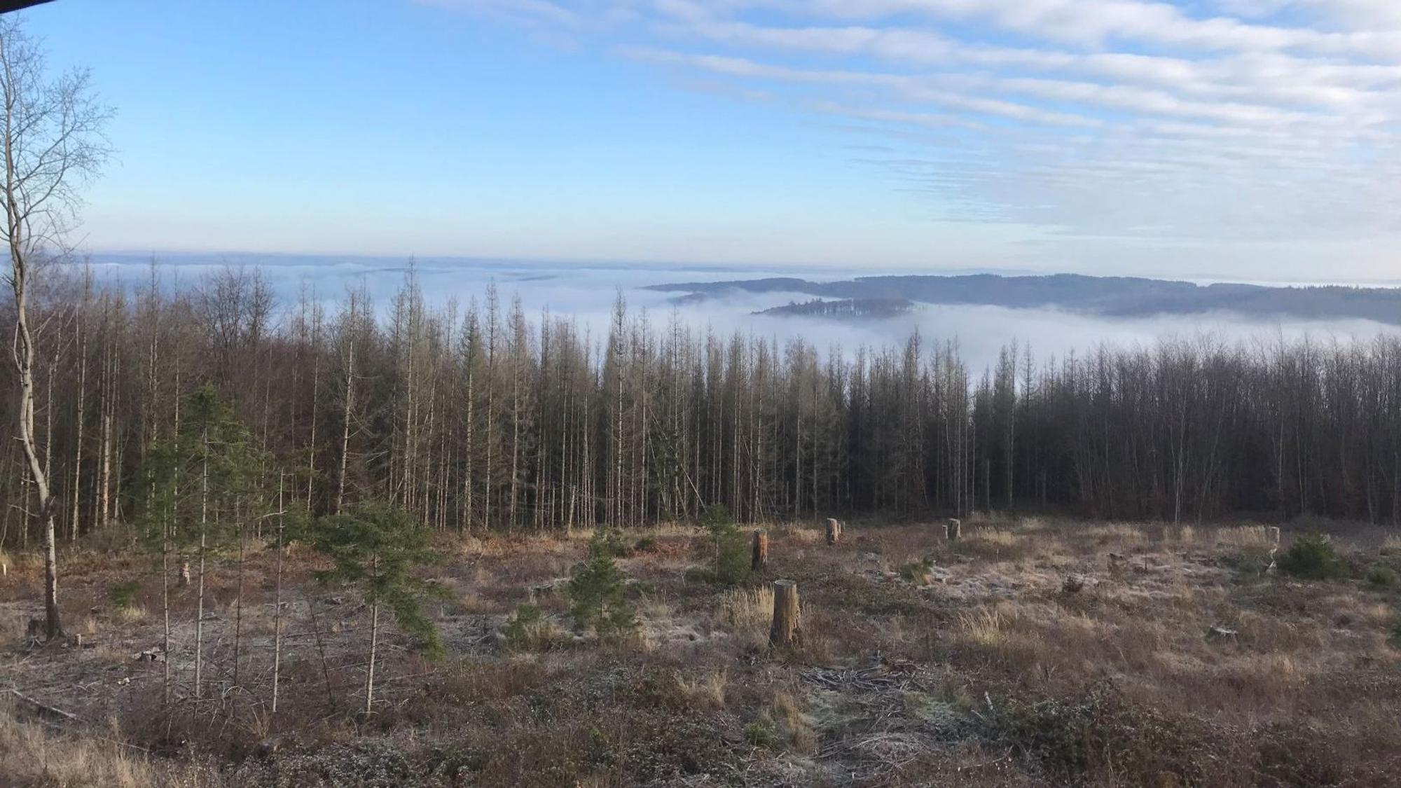 Auf einer solchen Fläche auf dem Nutscheid-Höhenzug könnten sich künftig ein Windräder drehen. Der Landesbetrieb Wald und Holz hat einen Investor für einen Windpark dort gefunden.