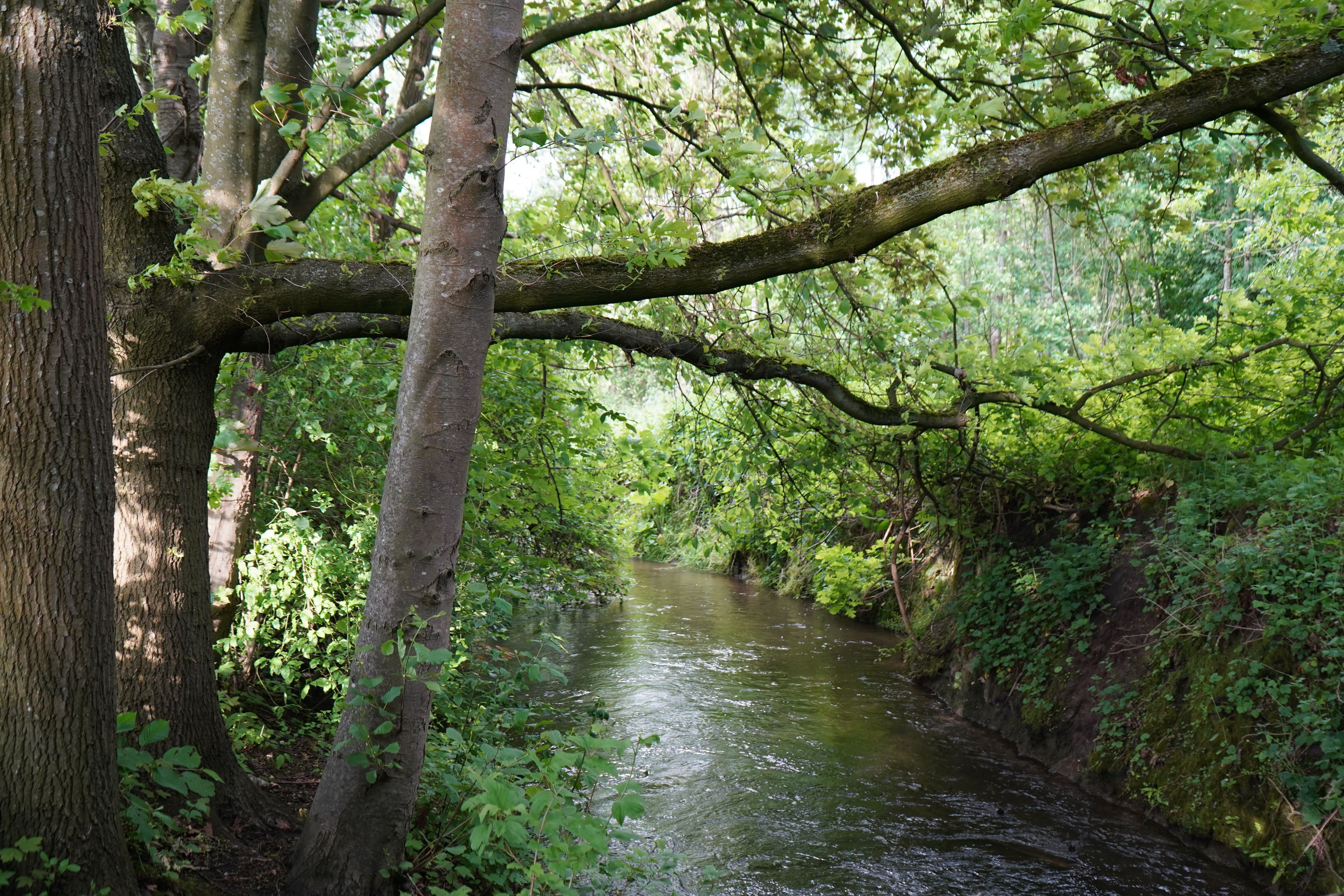 Das Bild zeigt den Gillbach südlich von Rheidt in Bergheim.