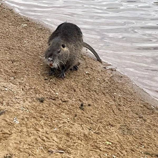 Ein Nutria am Ufer des Rheinausees in der Bonner Rheinaue.