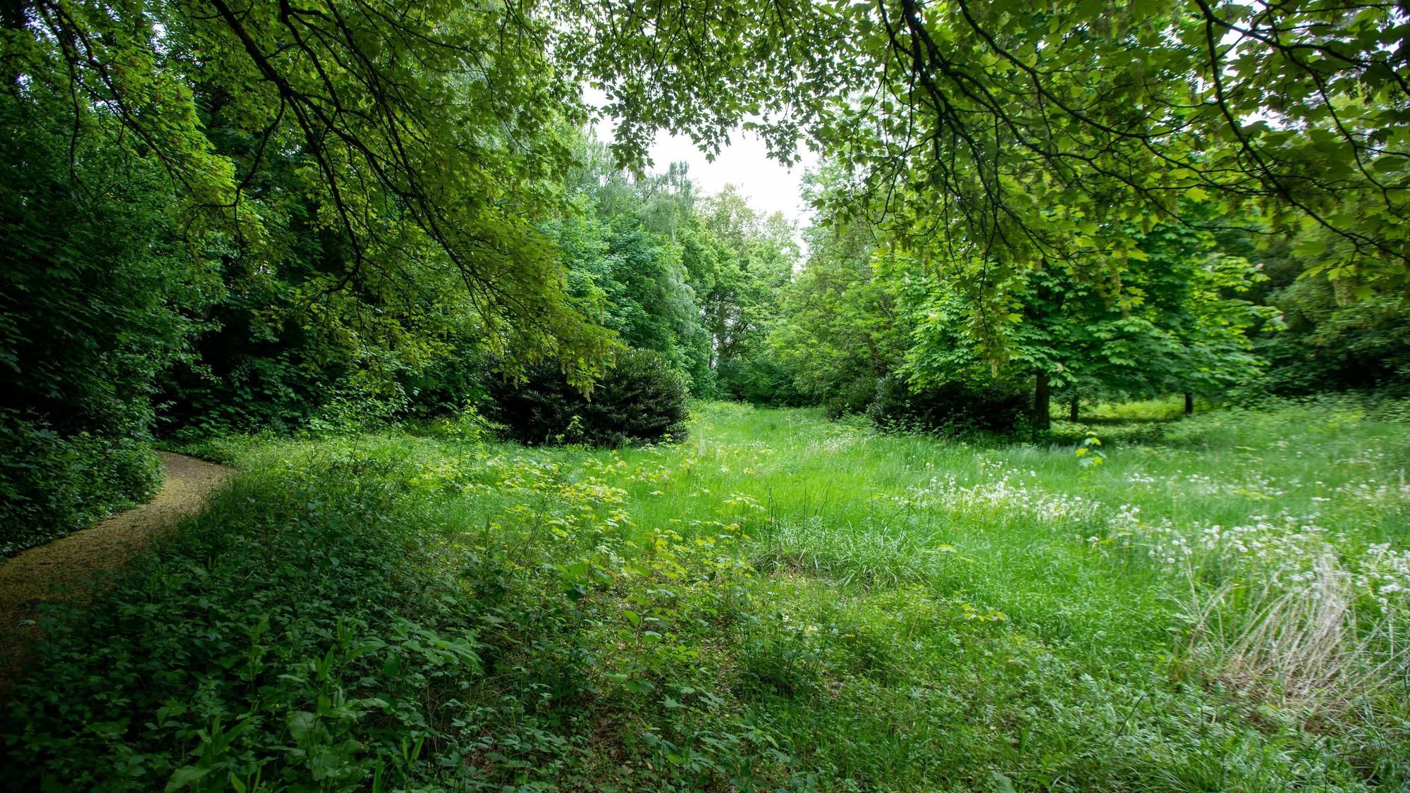 Zu sehen ist viel Grün auf einem Gelände unweit des Parks des Porzer Krankenhauses, das bebaut werden soll.