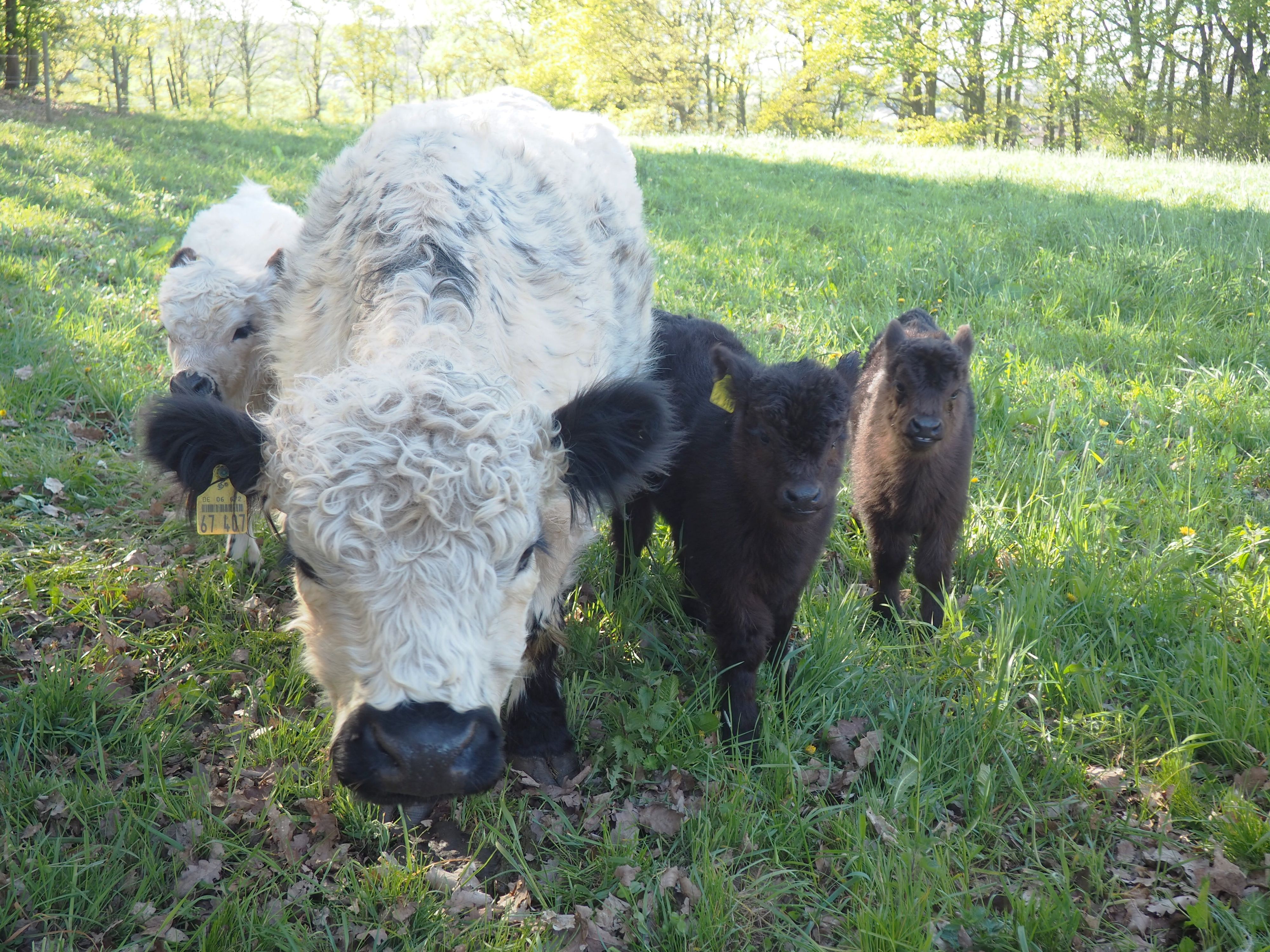 Neben einer weißen Kuh mit schwarzen Ohren und scharzem Maul stehen zwei schwarze Kälber.