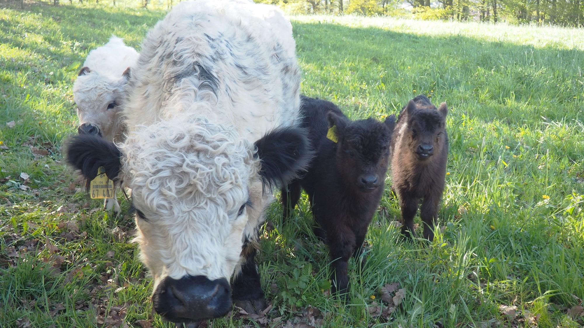 Neben einer weißen Kuh mit schwarzen Ohren und scharzem Maul stehen zwei schwarze Kälber.