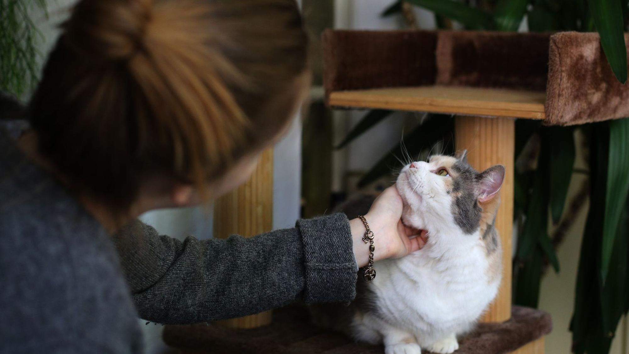 Frau streichelt eine Katze