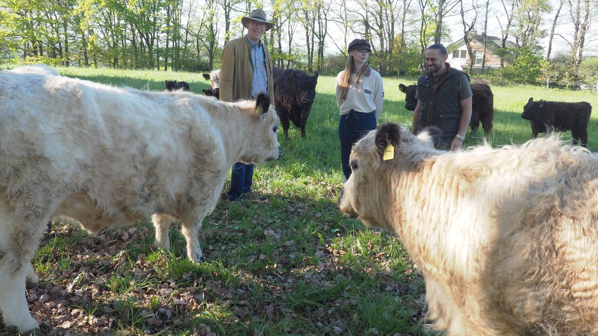 Die drei Obengenannten stehen auf einer Wiese, umringt von Rindern.