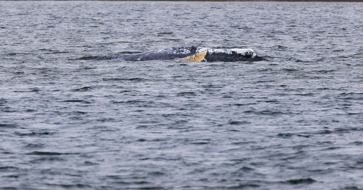 „Worst-Case-Szenario“: Wal „Hartwin“ in deutscher Ostsee gesichtet – ...