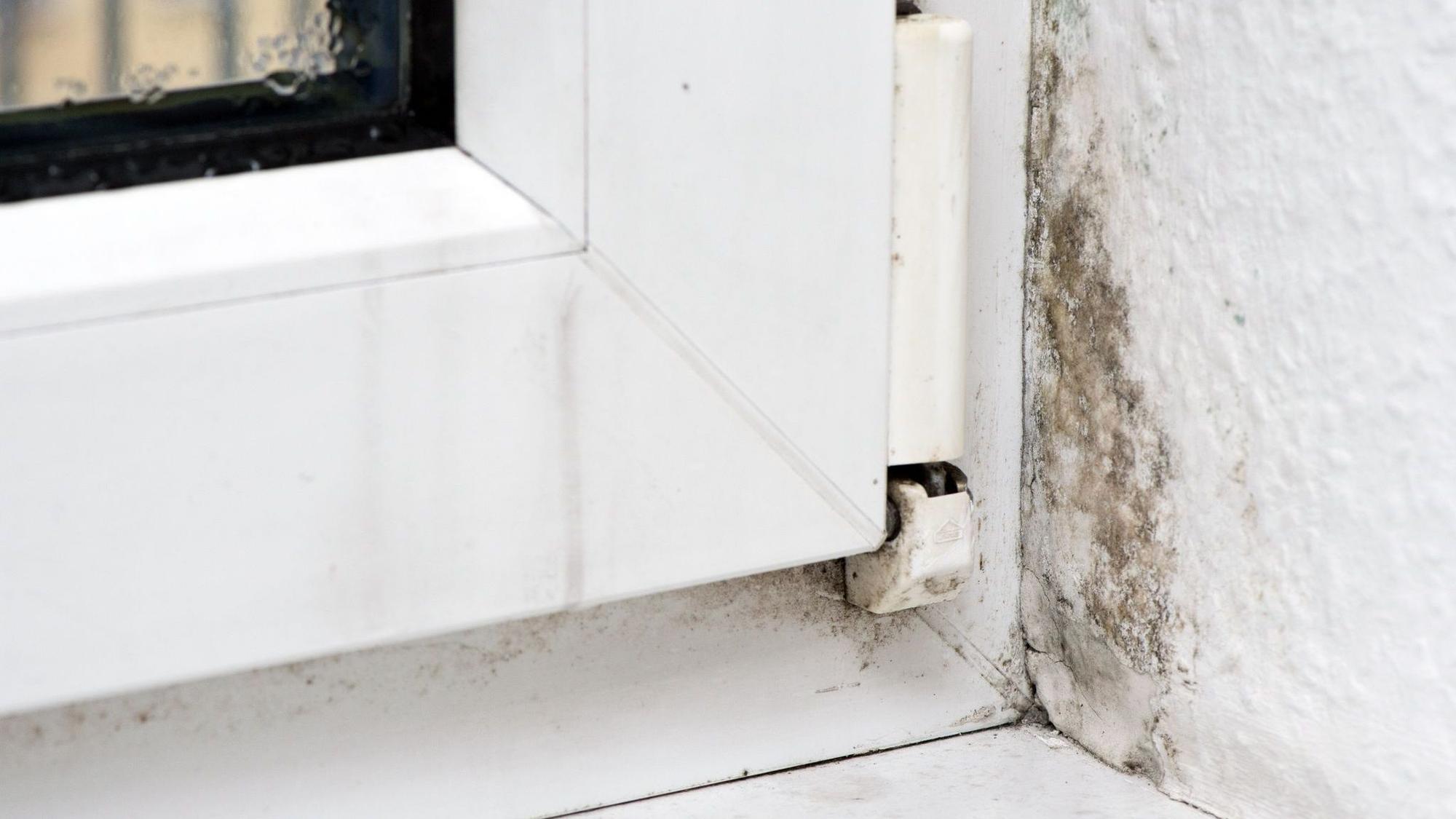 Schimmel am Fenster einer Wohnung