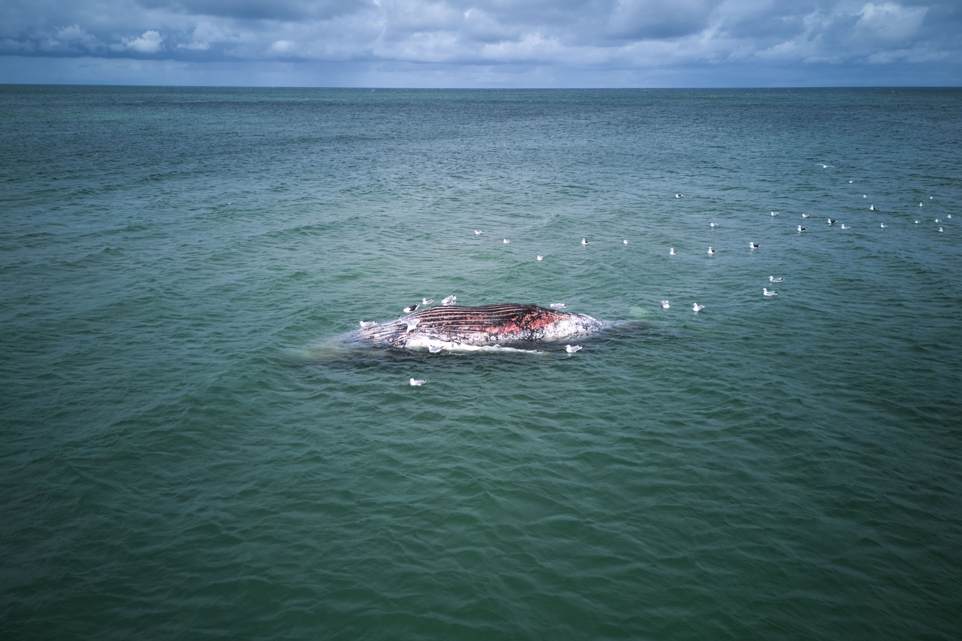 dpatopbilder - 16.05.2026, Dänemark, Anholt: Ein toter Wal liegt vor der dänischen Insel Anholt (Aufnahme mit Drohne). Unklar ist, ob es sich um den Wal handelt, der Ende März erstmals vor Timmendorfer Strand gestrandet war und rund einen Monat später in die Nordsee transportiert wurde. Foto: Marcus Golejewski/dpa +++ dpa-Bildfunk +++