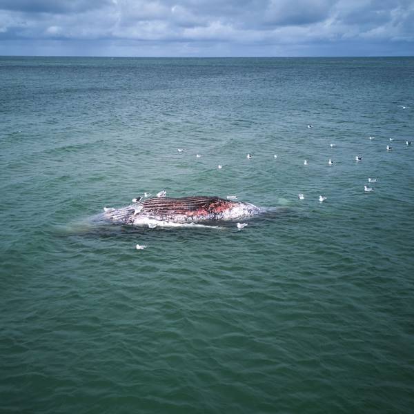 dpatopbilder - 16.05.2026, Dänemark, Anholt: Ein toter Wal liegt vor der dänischen Insel Anholt (Aufnahme mit Drohne). Unklar ist, ob es sich um den Wal handelt, der Ende März erstmals vor Timmendorfer Strand gestrandet war und rund einen Monat später in die Nordsee transportiert wurde. Foto: Marcus Golejewski/dpa +++ dpa-Bildfunk +++