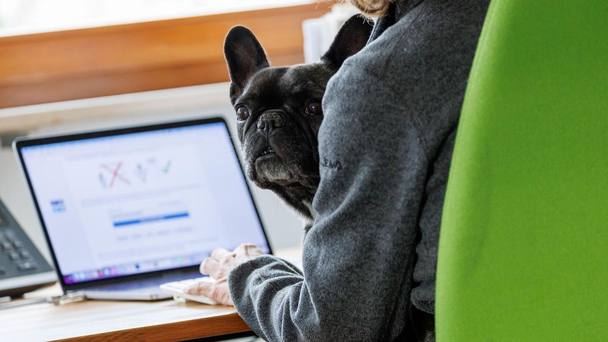 Französische Bulldogge sitzt auf dem Schoß einer Person im Büro