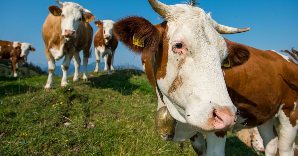 Deadly cow attack: 67-year-old killed in Austria, husband seriously ...