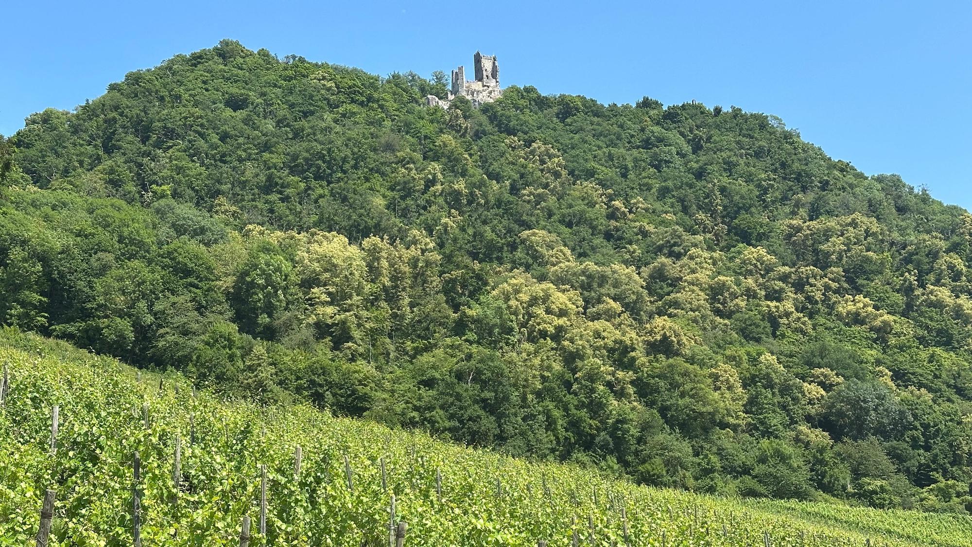 Weingut Pieper in Bad Honnef-Rhöndorf(Archivbild).