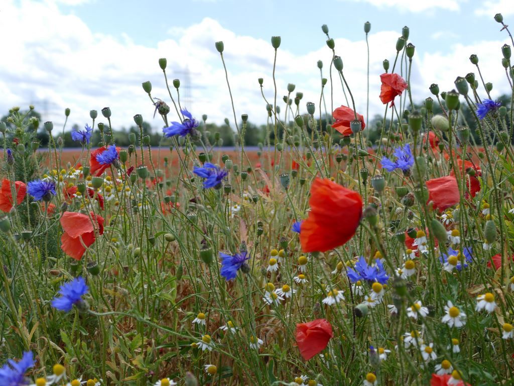 Wildblumenwiese in Esch: Die Samen sind begehrt.