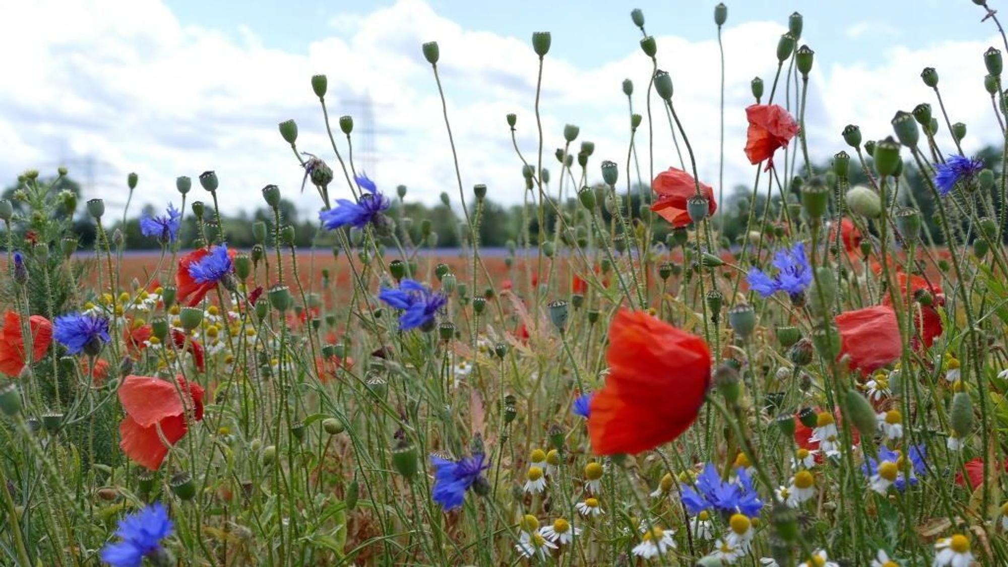 Wildblumenwiese in Esch: Die Samen sind begehrt.