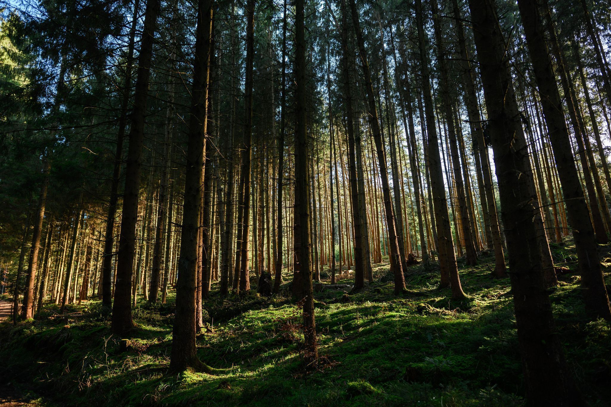 Wald