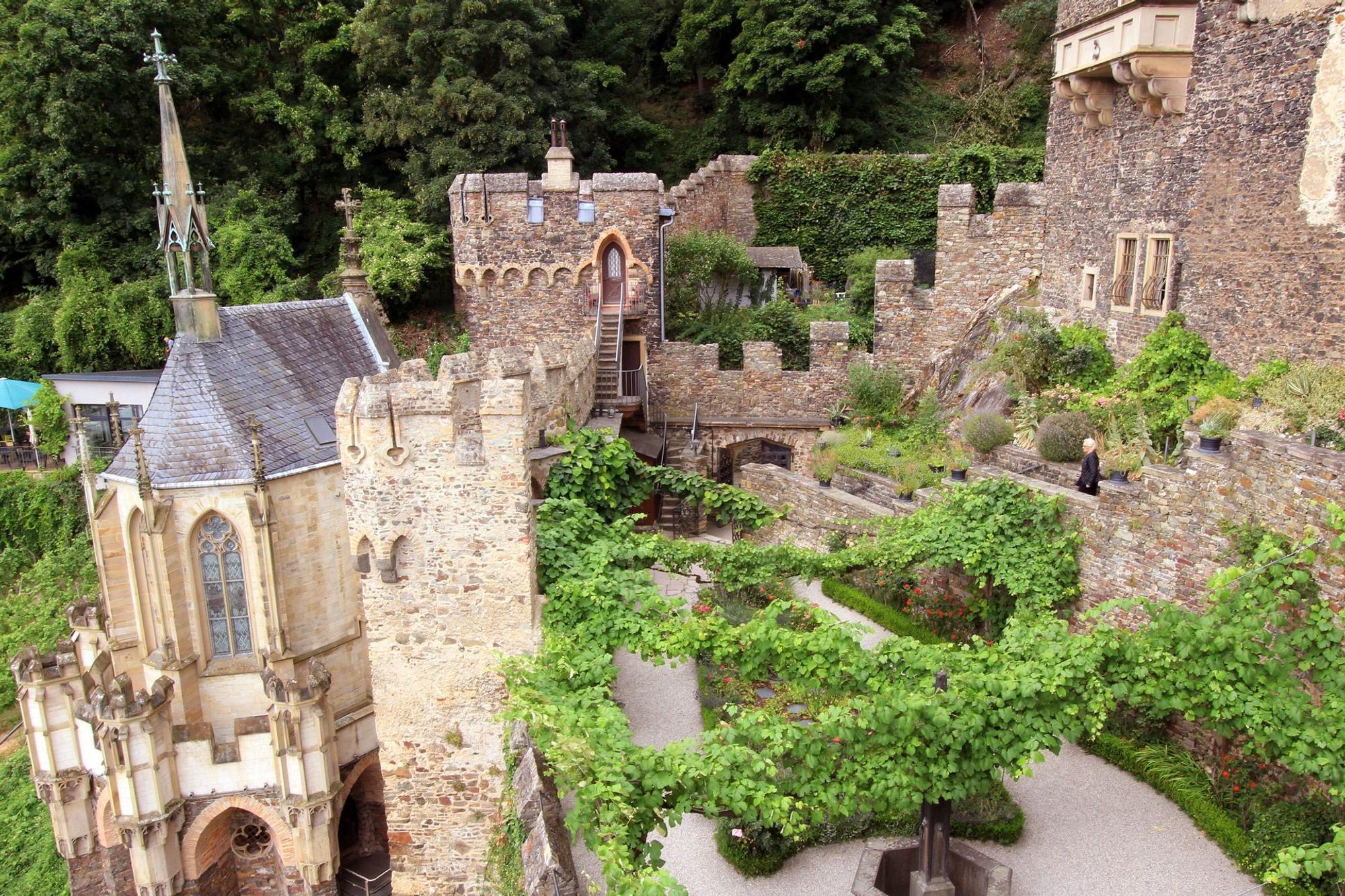 Burgundergarten mit Rebstöcken auf der Burg Rheinstein