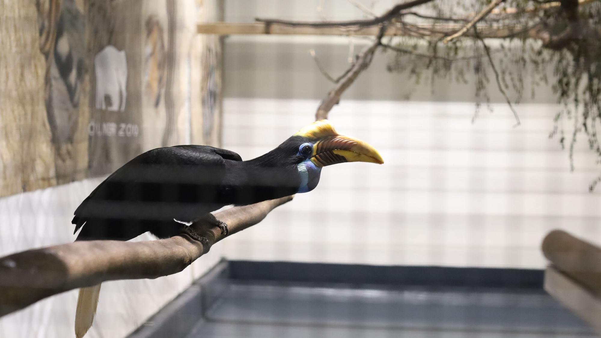 Im Zuchtzentrum für ostasiatische Vögel ist derzeit auch der Helmhornvogel zuhause.