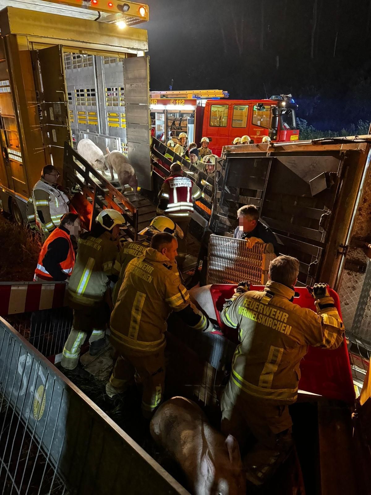 Feuerwehrleute geleiten die Schweine, die den Unfall überlebt haben, in ein Ersatzfahrzeug.