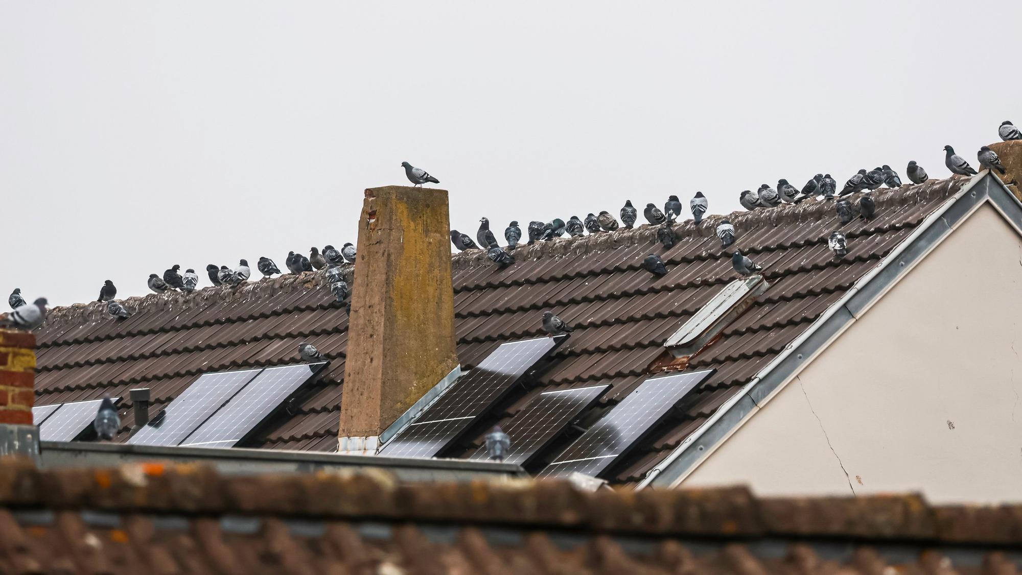 Zahlreiche Tauben sitzen in Euskirchen auf einem Dach. .