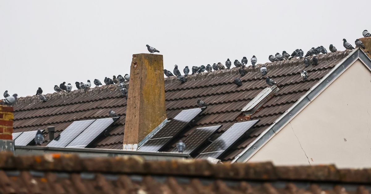 Tierschutz: Feuerwehr musste in Euskirchen eine Taube aus einem Abfangnetz ...