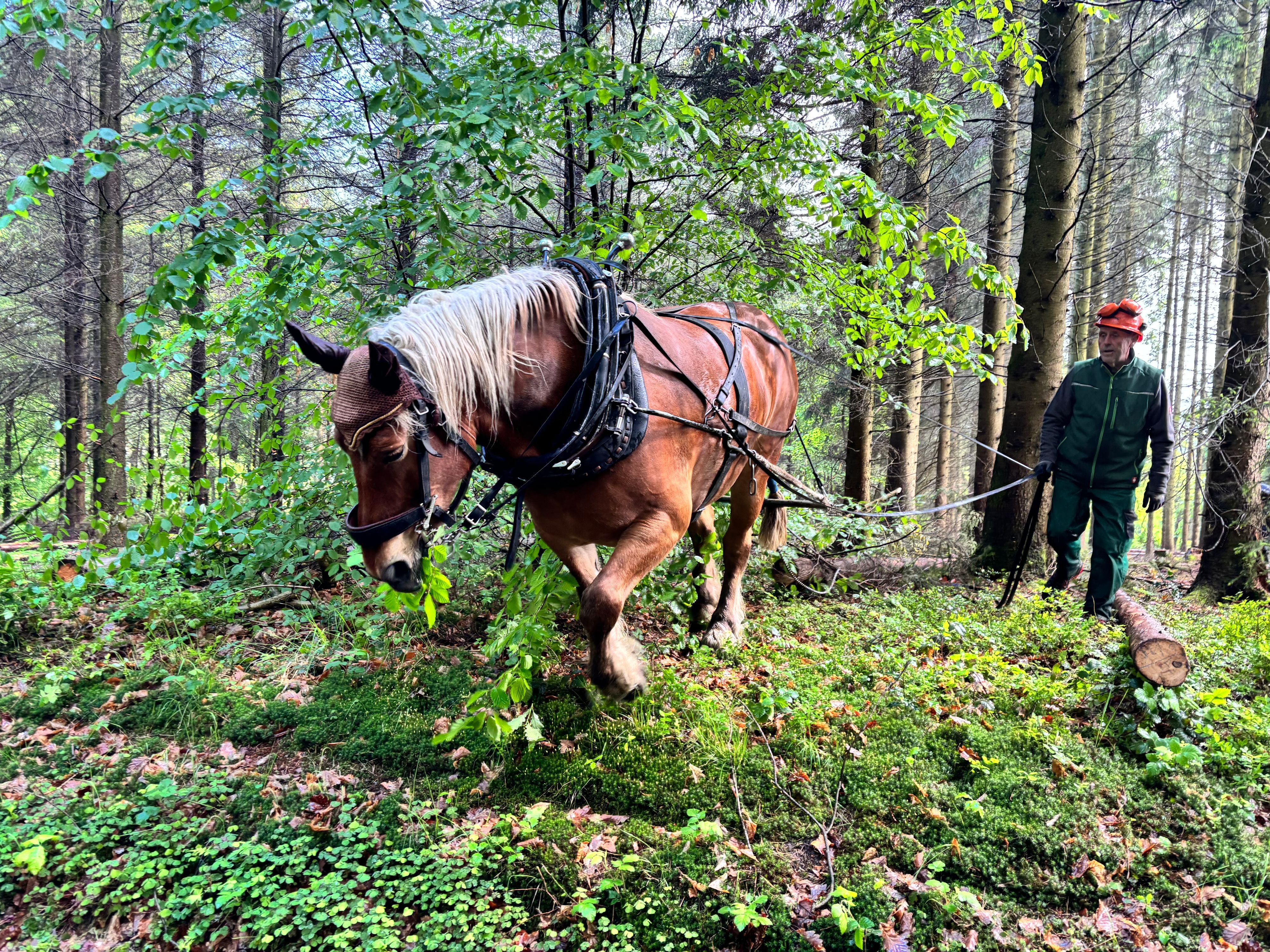 Ein Rückepferd zieht einen Holzstamm durch einen Wald. Ein Halter geht daneben und hält das Pferd an der Leine.