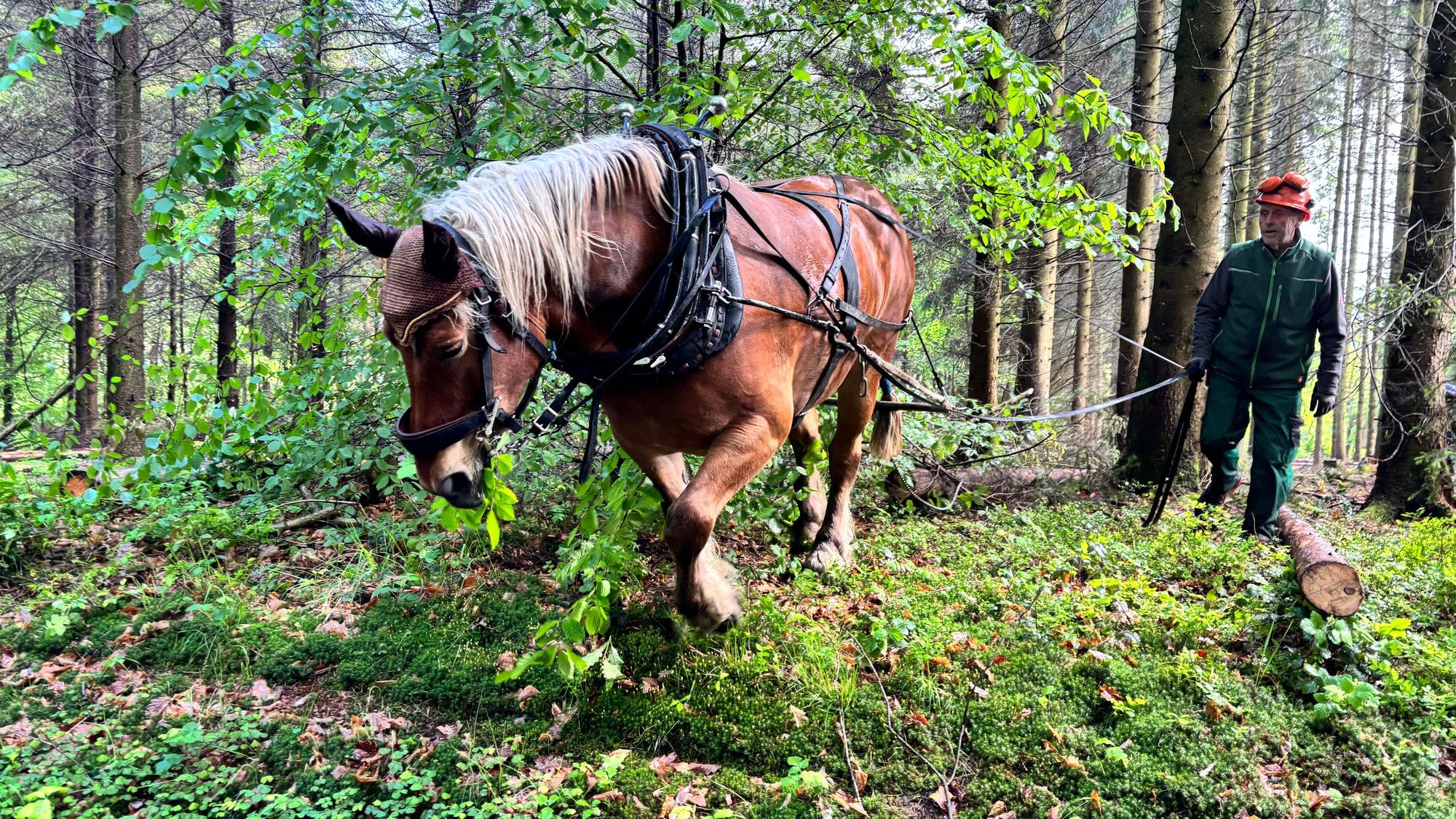 Ein Rückepferd zieht einen Holzstamm durch einen Wald. Ein Halter geht daneben und hält das Pferd an der Leine.