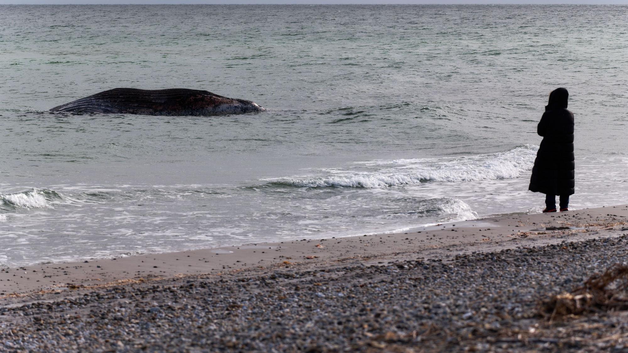 Tierärztin Anne Herrschaft steht am Ufer unweit vom toten Buckelwal, der vor der dänischen Insel Anholt liegt.