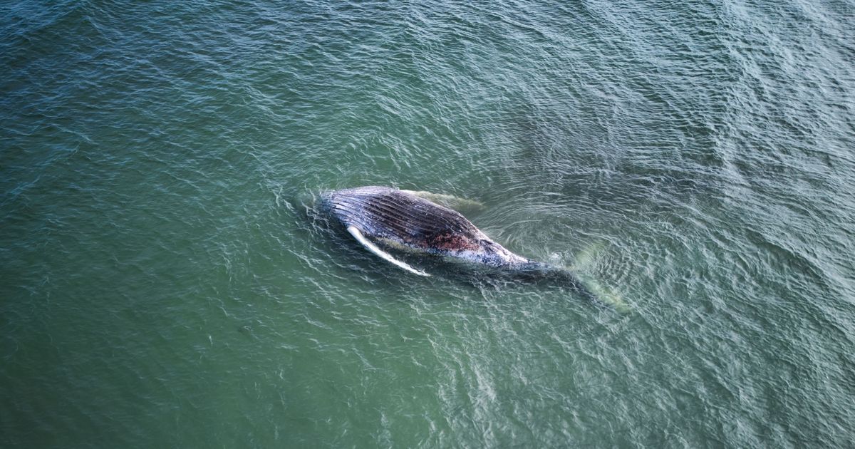Toter Wal in der Ostsee: Experten identifizieren „Timmy“ plötzlich als ...
