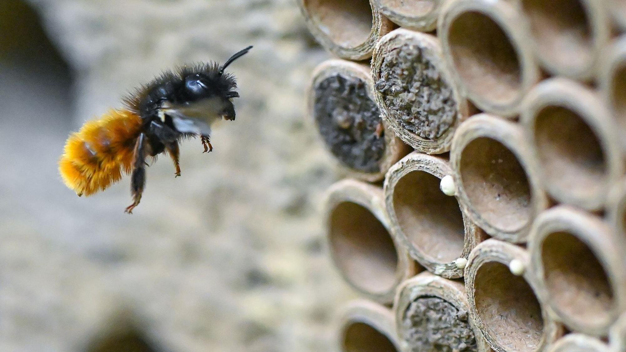 Gehörnte Mauerbiene (Osmia cornuta) vor speziellem Brutröhrchen