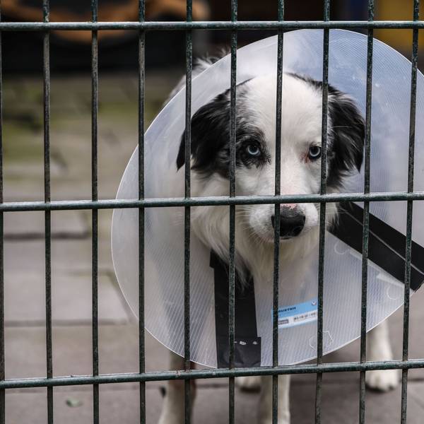 Köln: Ein Hund steht im Konrad-Adenauer-Tierheim in Köln-Zollstock in einem Zwinger. Der Deutsche Tierschutzbund reicht eine Klage gegen die Bundesrepublik Deutschland ein.