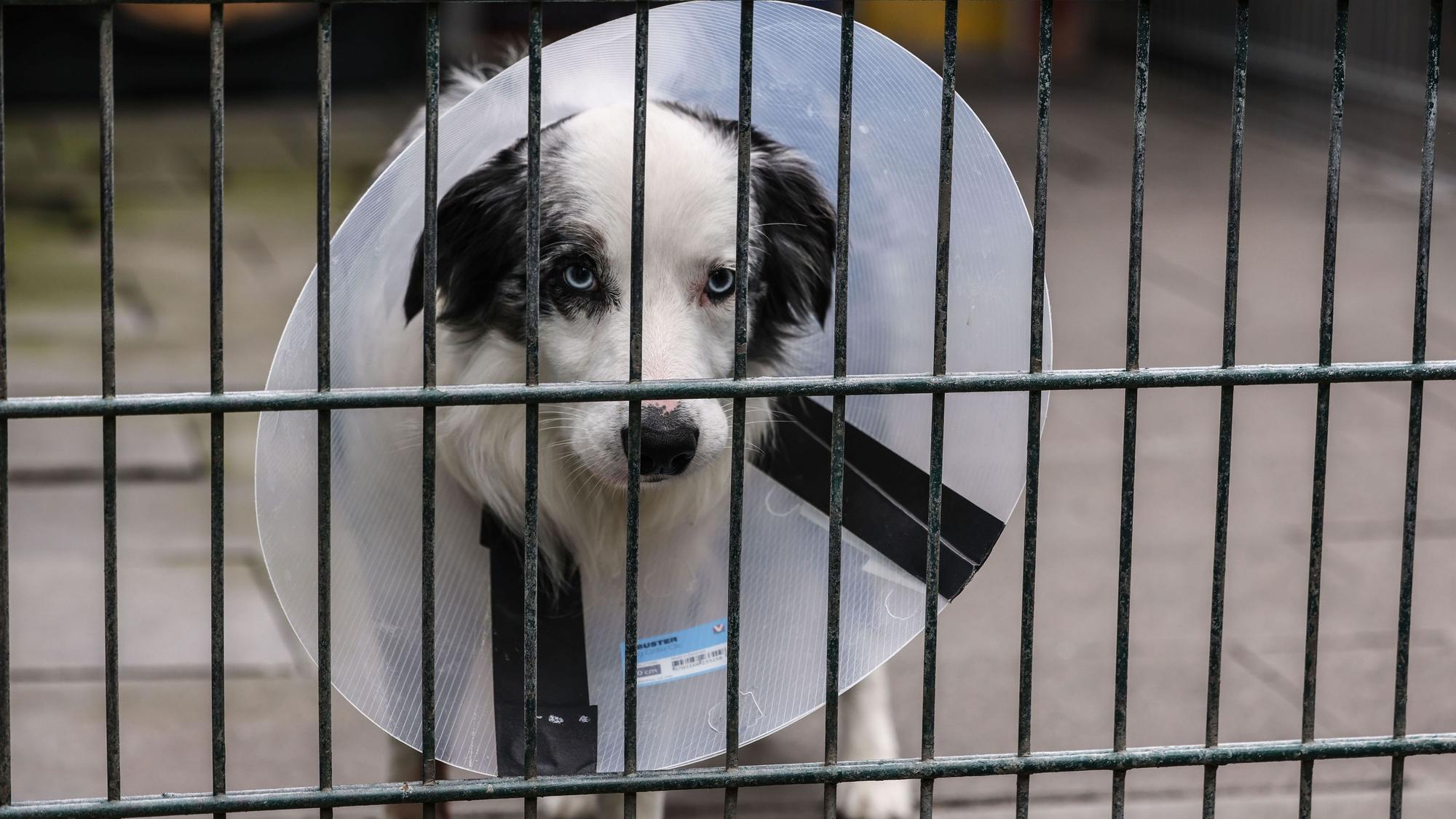 Köln: Ein Hund steht im Konrad-Adenauer-Tierheim in Köln-Zollstock in einem Zwinger. Der Deutsche Tierschutzbund reicht eine Klage gegen die Bundesrepublik Deutschland ein.